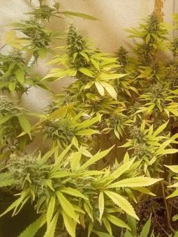 Black AK genetics - картинка 4