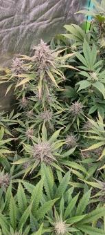 Auto Muffin genetics - картинка 1