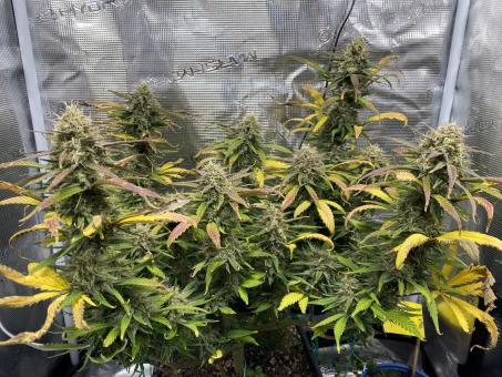 Purple Lemonade Auto - картинка 2