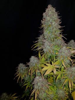 Gorilla Glue Auto - картинка 4