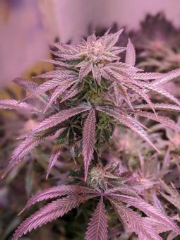 Lost Pearl - картинка 2