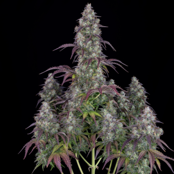 Lemon Pie Auto - картинка 9