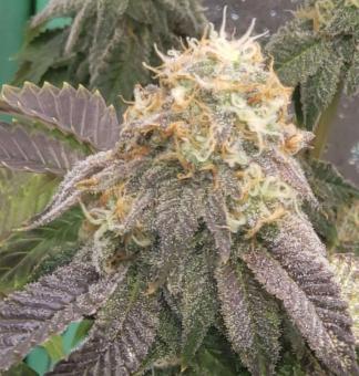 Watermelon Zkittlez - картинка 5