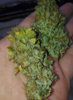 Jack Herer Auto - картинка 5