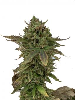 Durga Mata - картинка 6