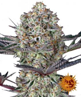 Dos Si Dos 33 - картинка 6