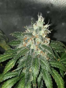 Hulk OG genetics - картинка 2