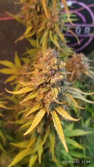 Auto Anubis - картинка 3