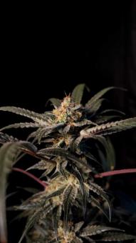 Chocolate Wafflez - картинка 4