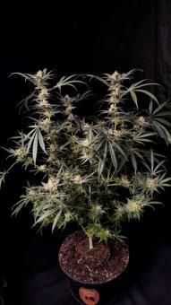 Chocolate Wafflez - картинка 3