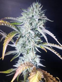 Sherbet Queen Auto - картинка 11