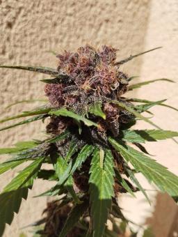 Dark Lemonade Auto - картинка 2