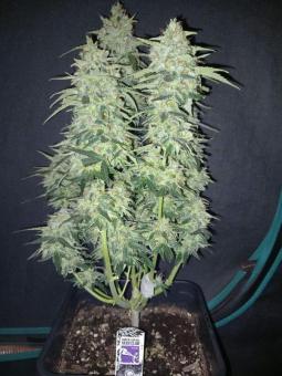 Auto Purple OG Punch - картинка 3