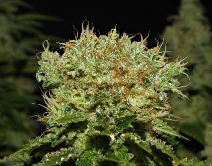 Space Cookies - картинка 3