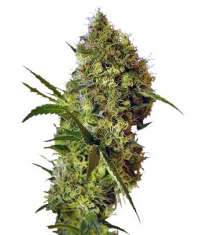 Big Devil Auto - картинка 5