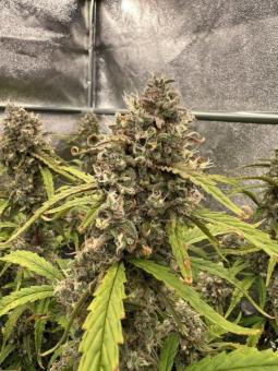 Forbidden Runtz Auto - картинка 7