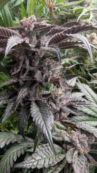 Orange Bud 2.0 - картинка 4