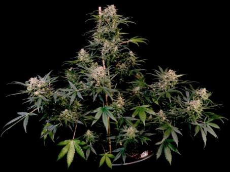 Auto AK Triple Haze - картинка 1