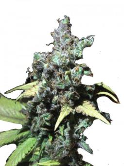 Papaya Zoap F1 Fast Version - картинка 1