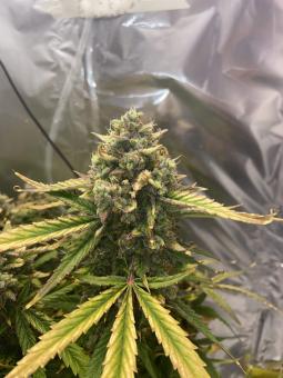 Wembley - картинка 2