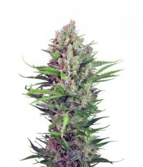 Cream Mandarine F1 Fast Version - картинка 1