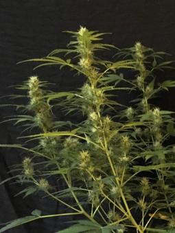 Auto AK XXL genetics - картинка 4