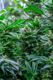 S.A.D. Sweet Afgani Delicious F1 Fast Version - картинка 4