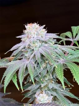 Lemon Mandarin - картинка 4