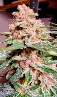 Black Cherry Punch - картинка 4