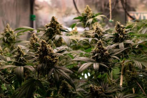 Delicius Candy Early Version - картинка 3