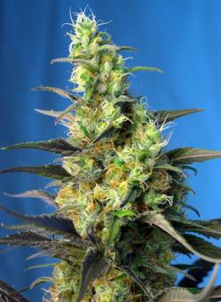 Sweet Amnesia Haze® - картинка 1