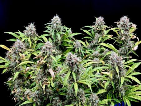 Gorilla Cookies Auto - картинка 4