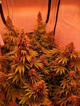 Serious Happiness - картинка 3