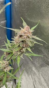 Green Crack Auto - картинка 2