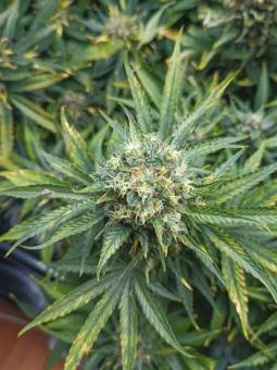 Auto Mandarin Cream XXL genetics - картинка 3