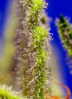 Jack 47 XL Auto - картинка 7