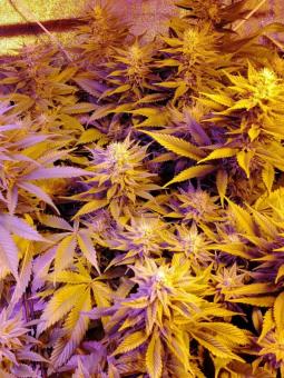 Holy Punch - картинка 2