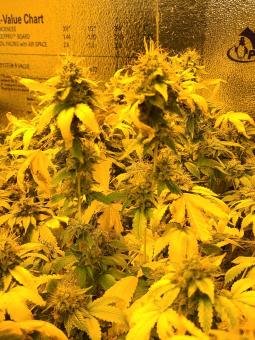 Tahoe Cure - картинка 7