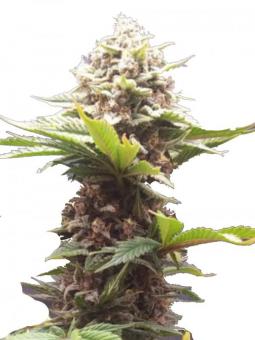 Dutch Dragon - картинка 1