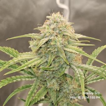 Emerald Fire OG Auto - картинка 4