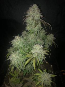 Gelato 41 x Gelato 41 Auto - картинка 2