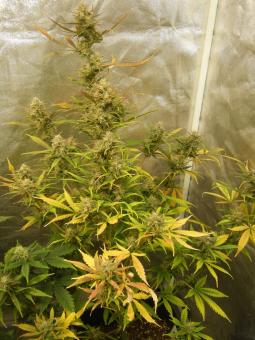 Critical Plus Auto - картинка 4