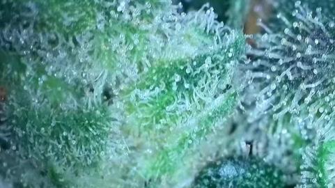 Sour Diesel - картинка 8