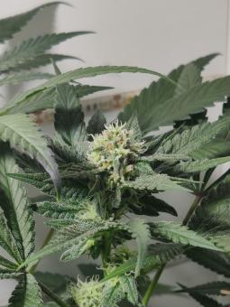 Hindu Kush Auto - картинка 5