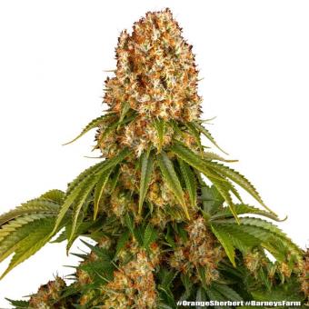 Orange Sherbert - картинка 11