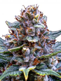 Og Confidential - картинка 1