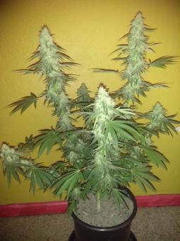 Great White Shark - картинка 4