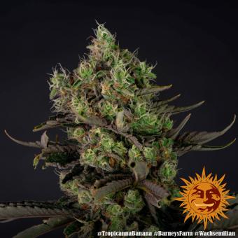 Tropicanna Banana - картинка 5