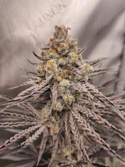 Buddha Gelato - картинка 4