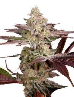 Chemical Bride - картинка 6